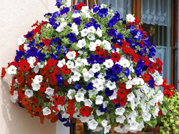flores-rojas-azules-y-blancas-600x450